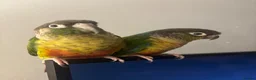 Conures birds for sale: Bonded pair of yellow-sided conures - Advert 3