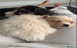 Mixed Breed dogs for sale: 6 fluffy frenchie cross puppies - Image 12