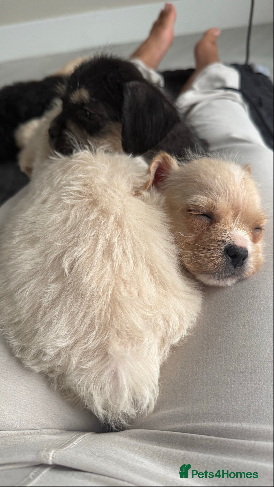Mixed Breed dogs for sale: 6 fluffy frenchie cross puppies - Image 12