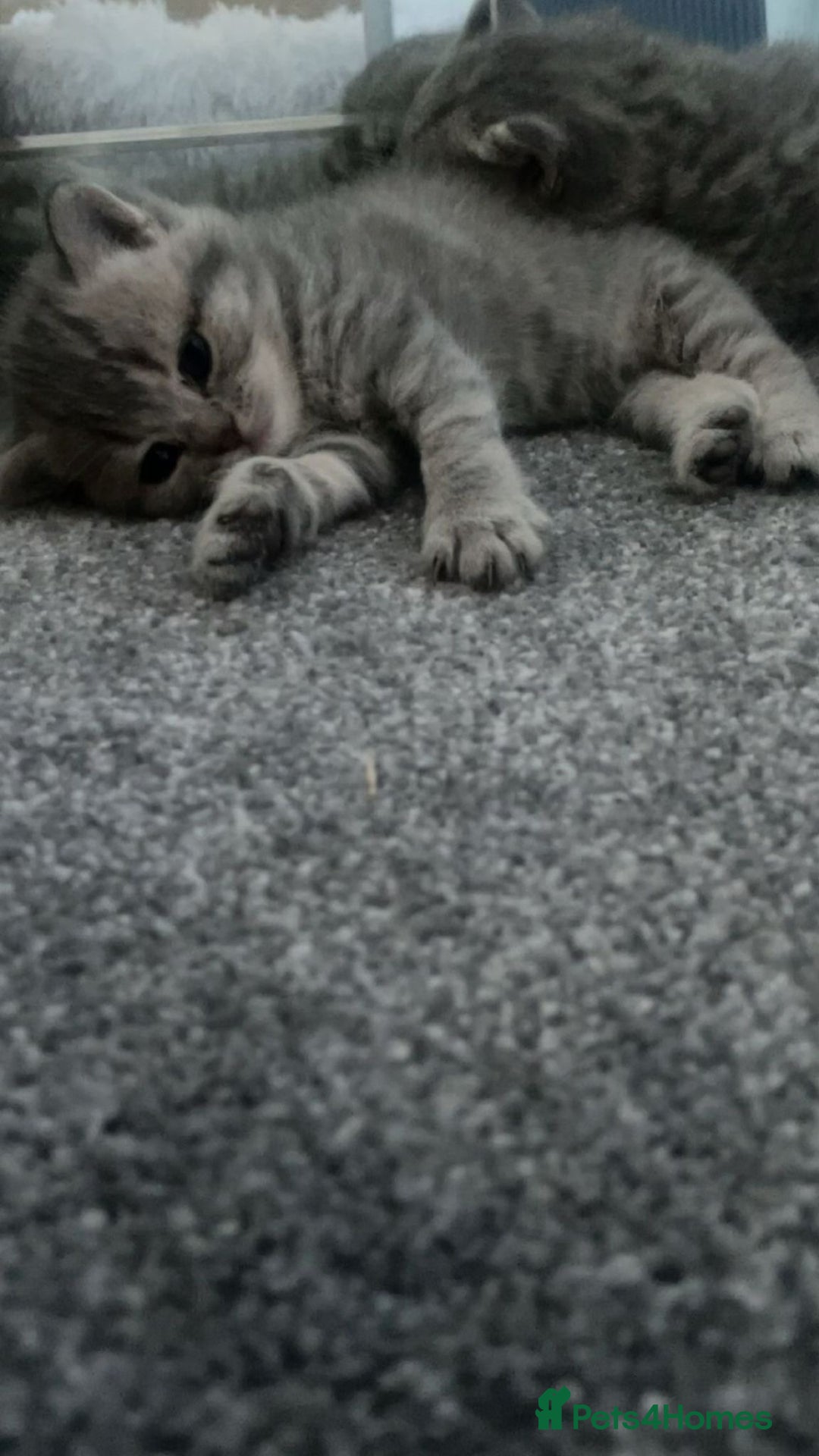 British Shorthair cats for sale: 1 baby girl left!  - Image 4