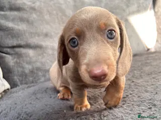 Miniature Dachshund dogs READY TO GO!! Female Mini Dachsund Puppy - Advert 6