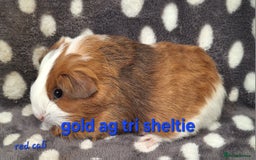 Guinea Pig rodents for sale: Baby sheltie and texel Guinea pig boys in Saltburn-by-the-Sea - Image 5