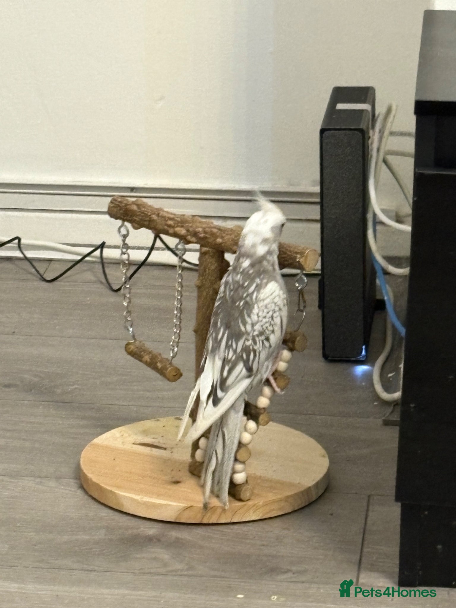 Cockatiels birds White & Gery  - Advert 18