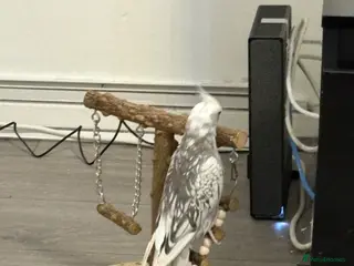 Cockatiels birds White & Gery - Advert 18