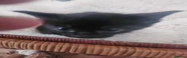 Black kitten