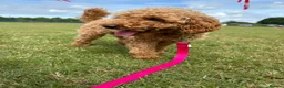 Miniature Poodle dogs for sale: Miniature Poodle puppies  - Advert 14