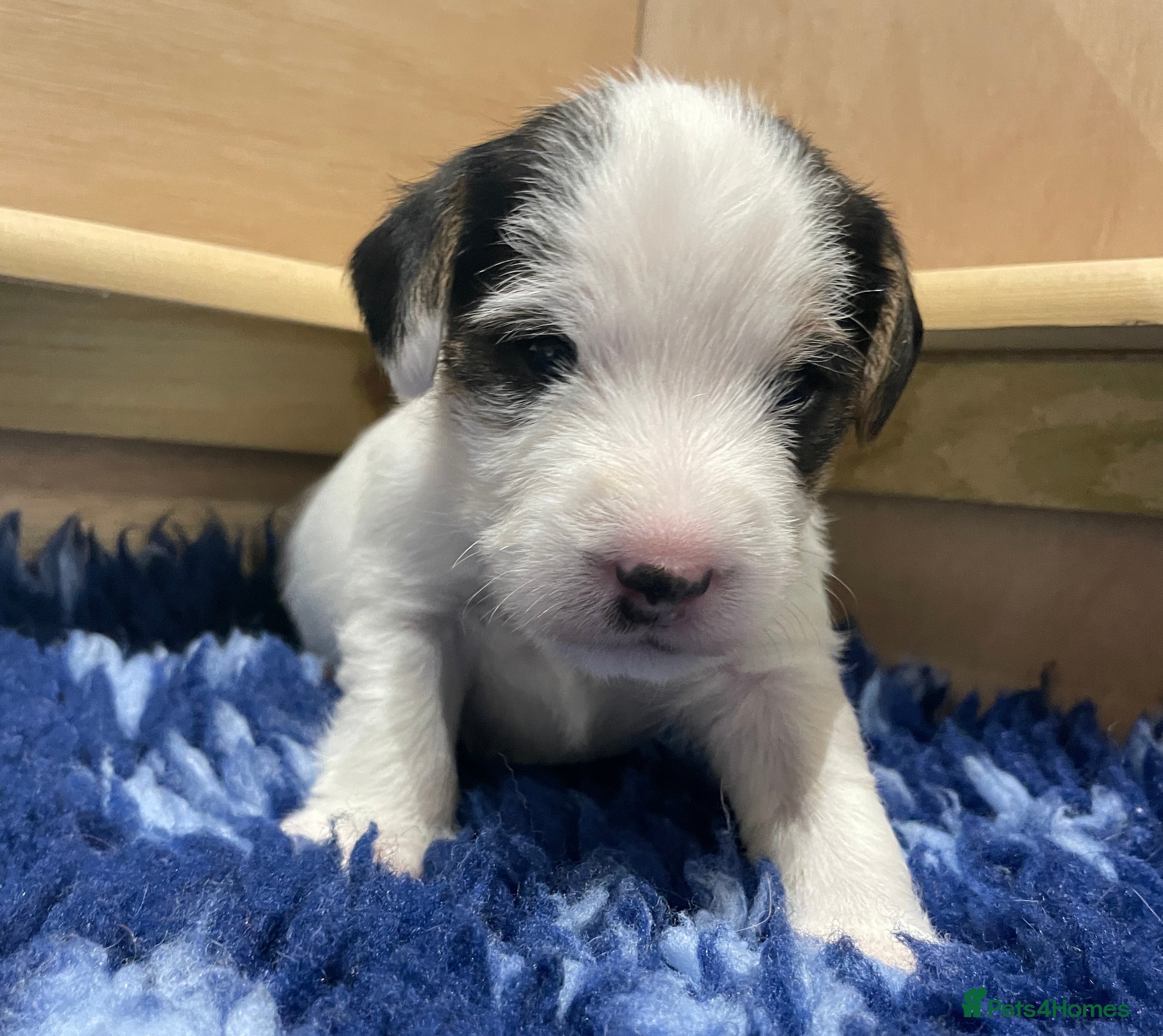 Parson Russell dogs Parson Terrier Puppies - rough coated - Advert 2