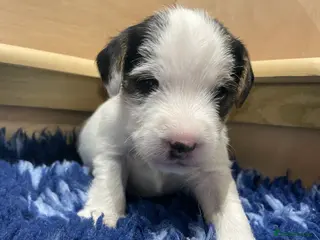 Parson Russell dogs Parson Terrier Puppies - rough coated - Advert 2