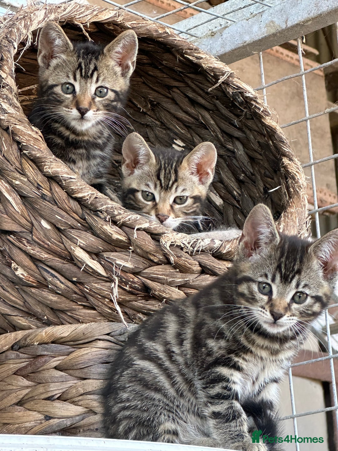 Bengal cats for sale: Beautiful part bred bengal kittens  - Image 7