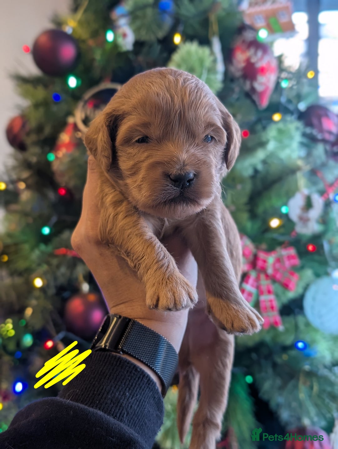 Goldendoodle dogs for sale: Miniature goldendoodle puppies   - Advert 5