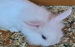 Mini Lion Lop rabbits for sale: 2 female mini lion lop - Image 6
