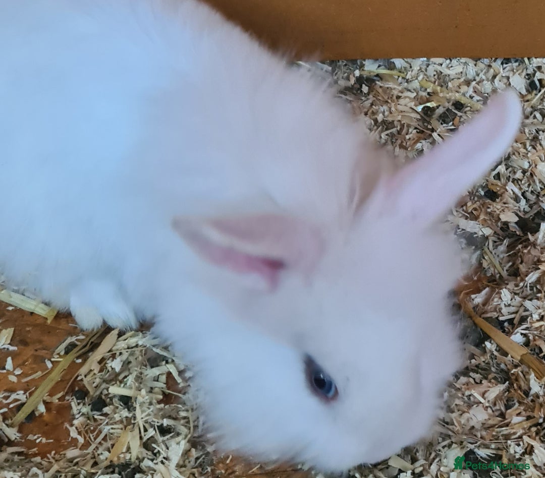 Mini Lion Lop rabbits for sale: 2 female mini lion lop - Image 6