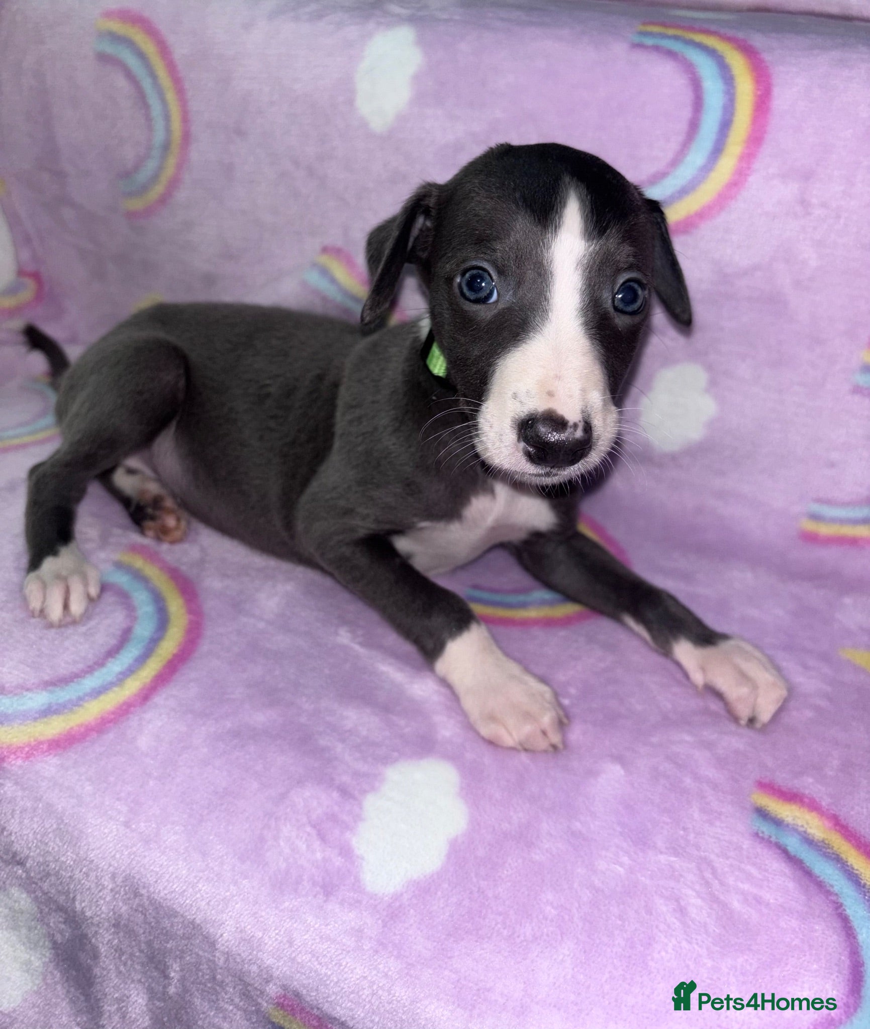 Whippet dogs Blue kc whippet puppies - Advert 6