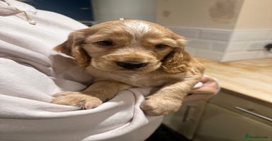 Cocker Spaniel dogs - Advert 14