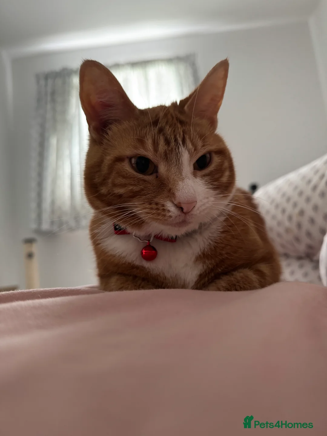 Mixed Breed cats for sale: Marla cat she’s 3 not 2 I can’t change  - Advert 24