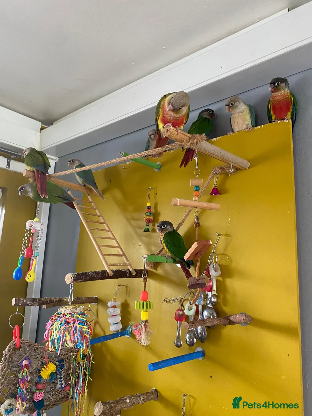 Conures birds for sale: Hand reared Green cheek Conures - Advert 1