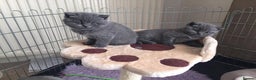 British Shorthair cats for sale: Blue British Shorthair Kittens  - Advert 4