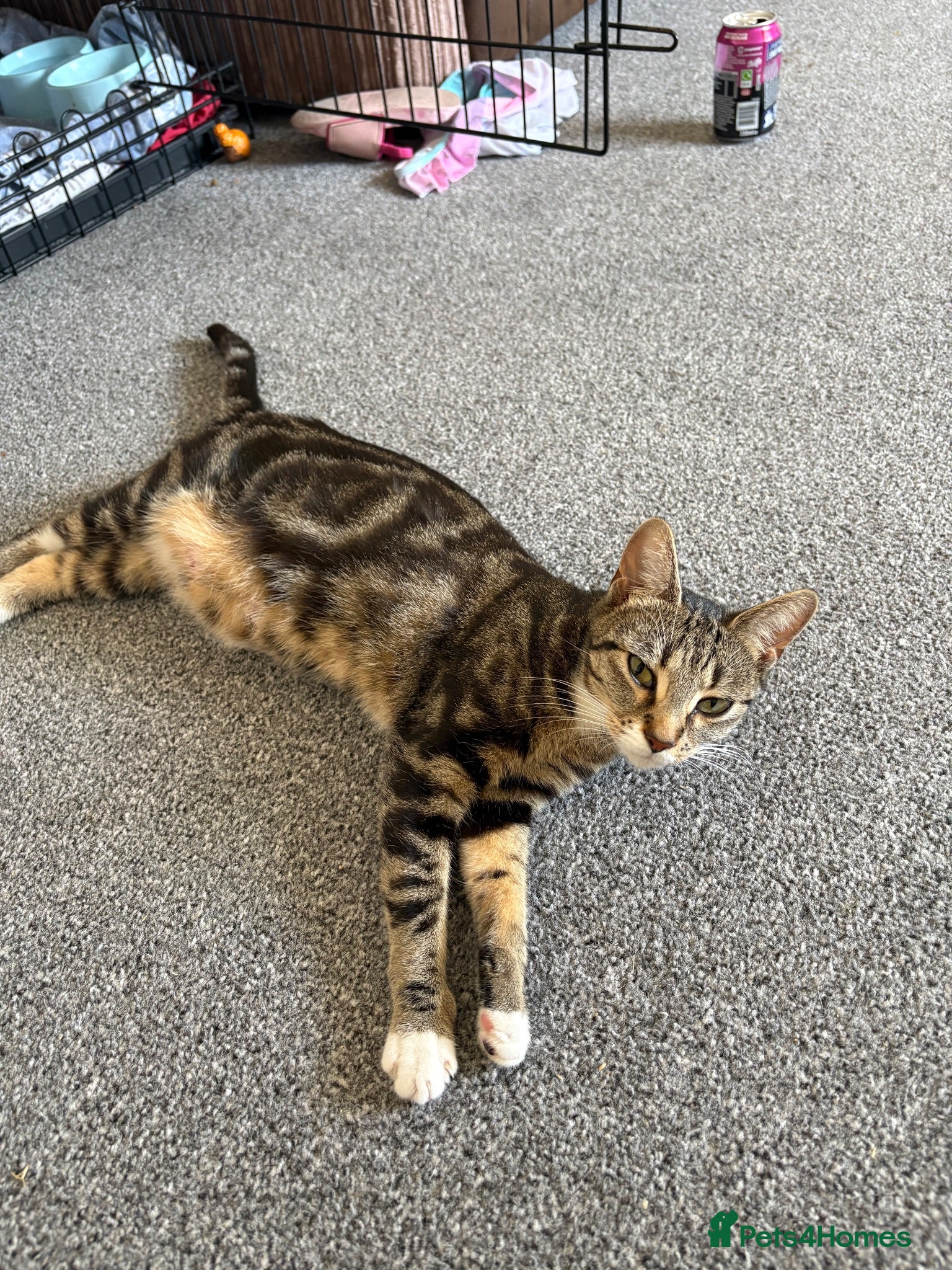 Mixed Breed cats Selling kittens  - Advert 10