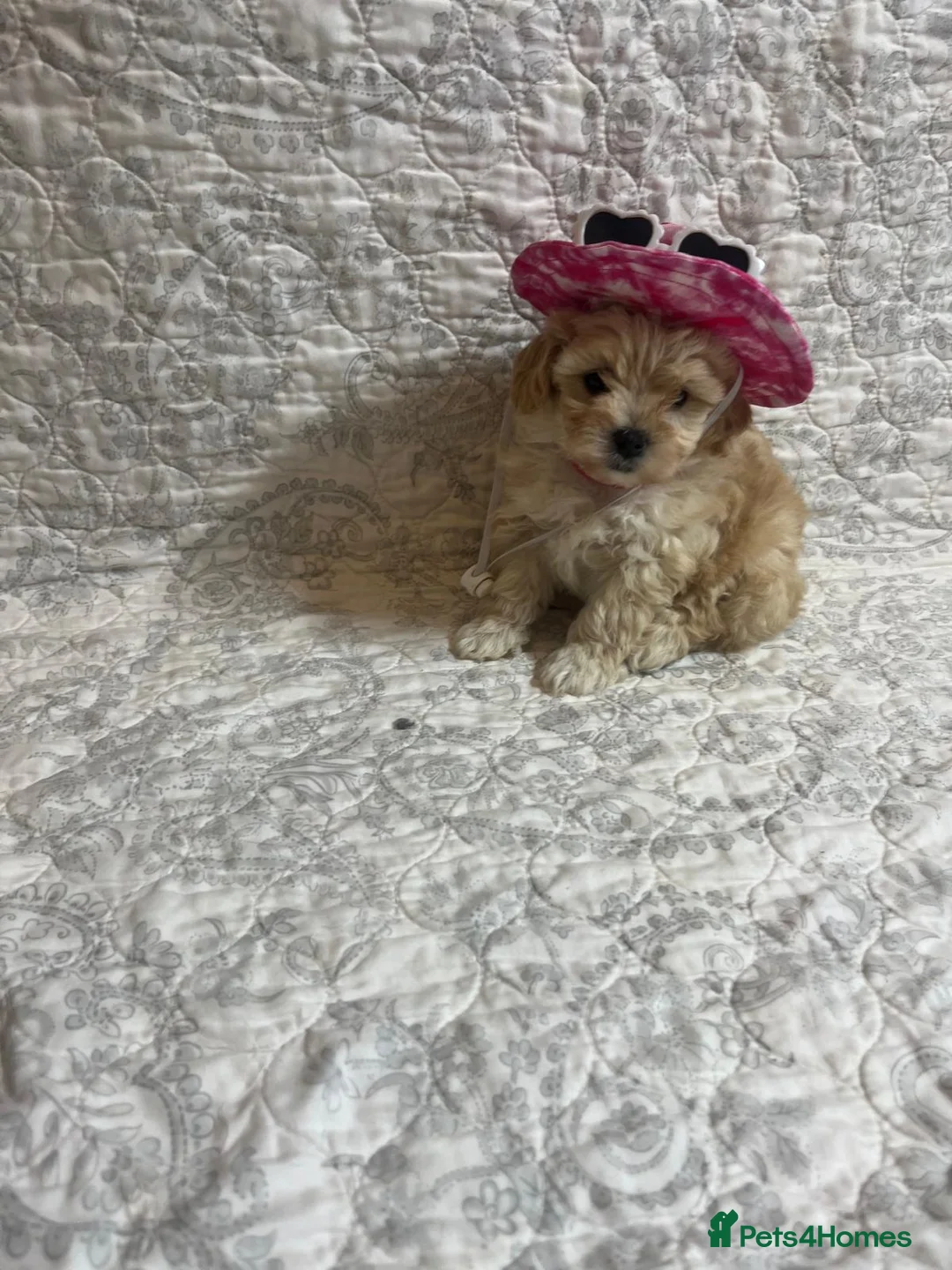 Maltipoo dogs for sale: 🤩 4 stunning f1 Maltipoo 🤩 - Advert 10