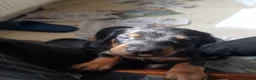 Dobermann dogs for sale: Adorable Doberman puppies  - Advert 18