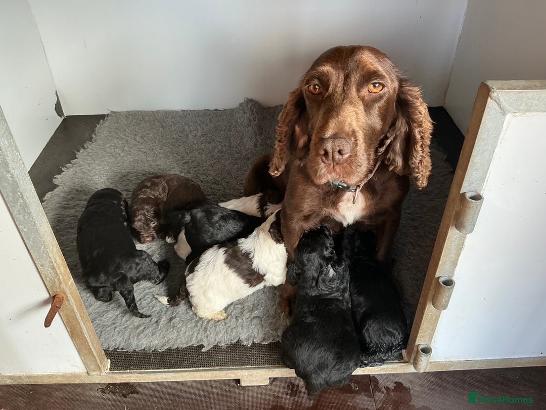 Cockapoo dogs for sale: COCKAPOO PUPS. READY TO LEAVE. - Image 21