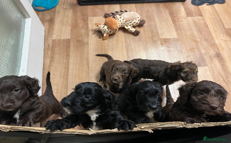 Cockapoo dogs - Advert 3