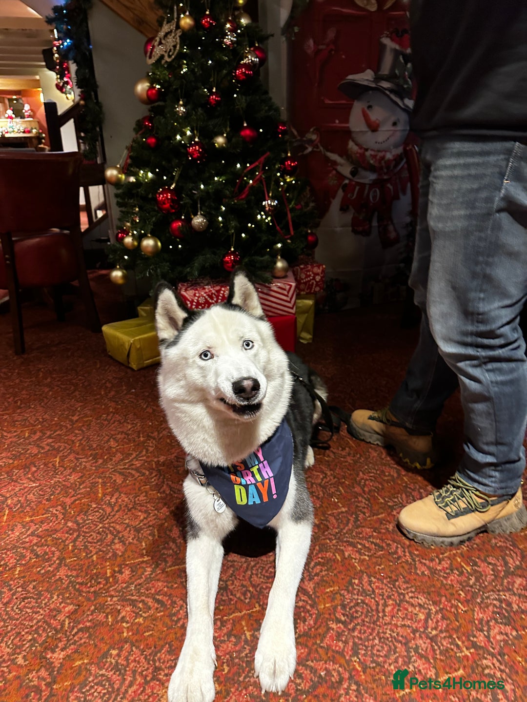 Siberian Husky dogs for stud: Stunning Blue eye Sibrian Husky for Stud  in Liverpool - Image 18