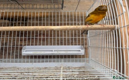 Canaries birds for sale: Canary male - Image 3
