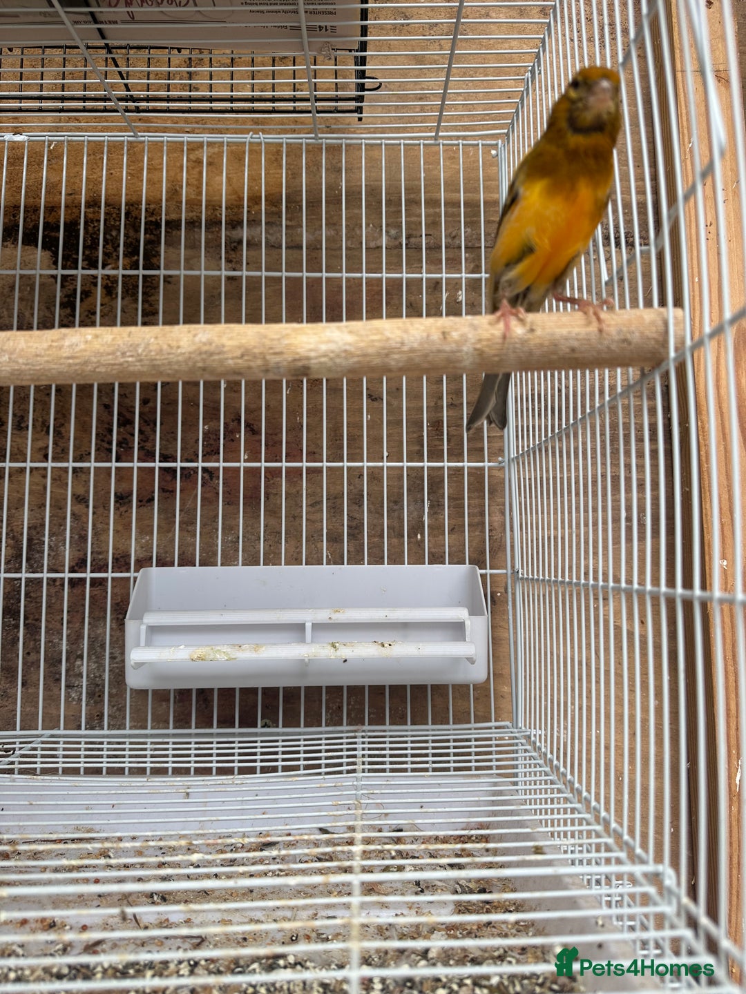 Canaries birds for sale: Canary male - Image 3