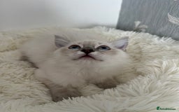 Ragdoll cats for sale: Ragdoll kittens  - Image 1