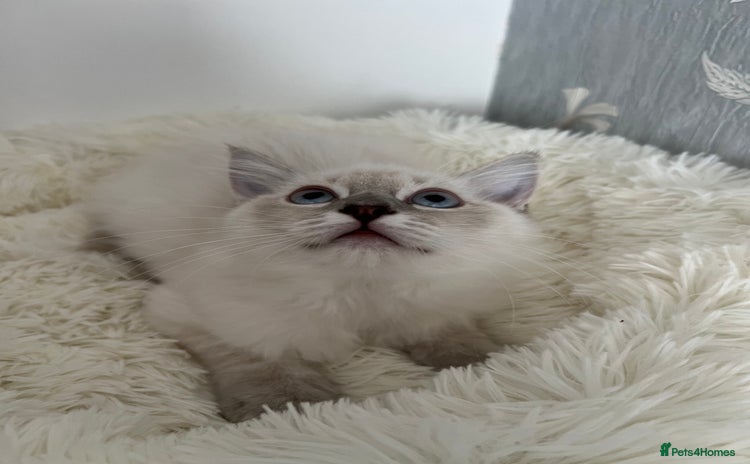 Ragdoll cats - Advert 1