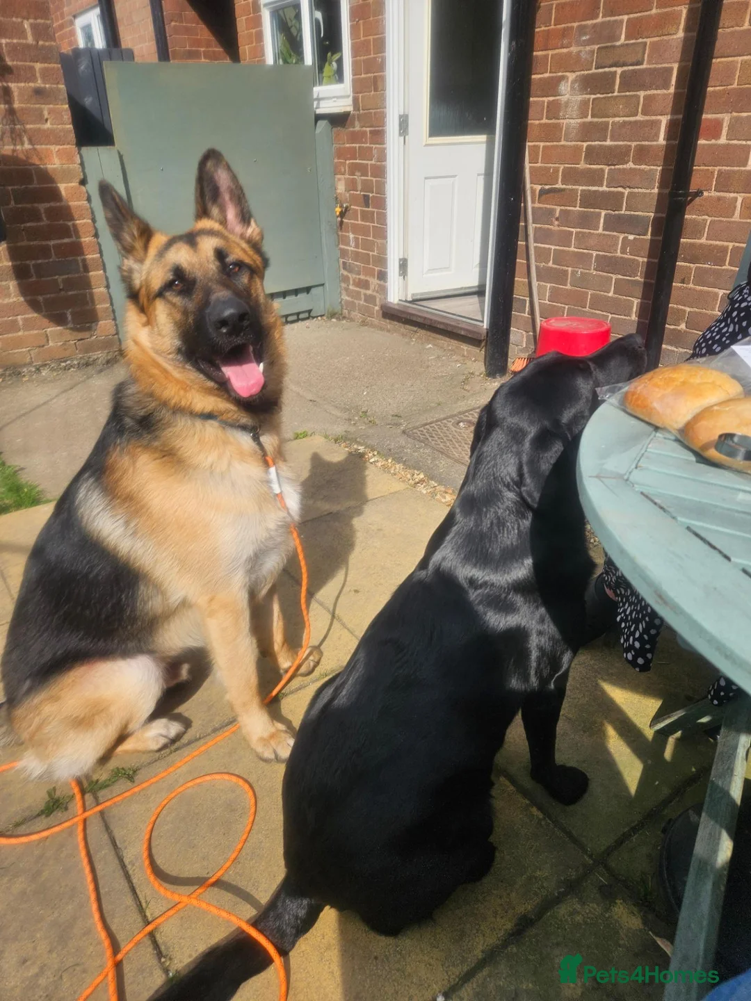 German Shepherd dogs for sale: Male German shepherd 2 years 4 months  in Oswestry - Advert 12