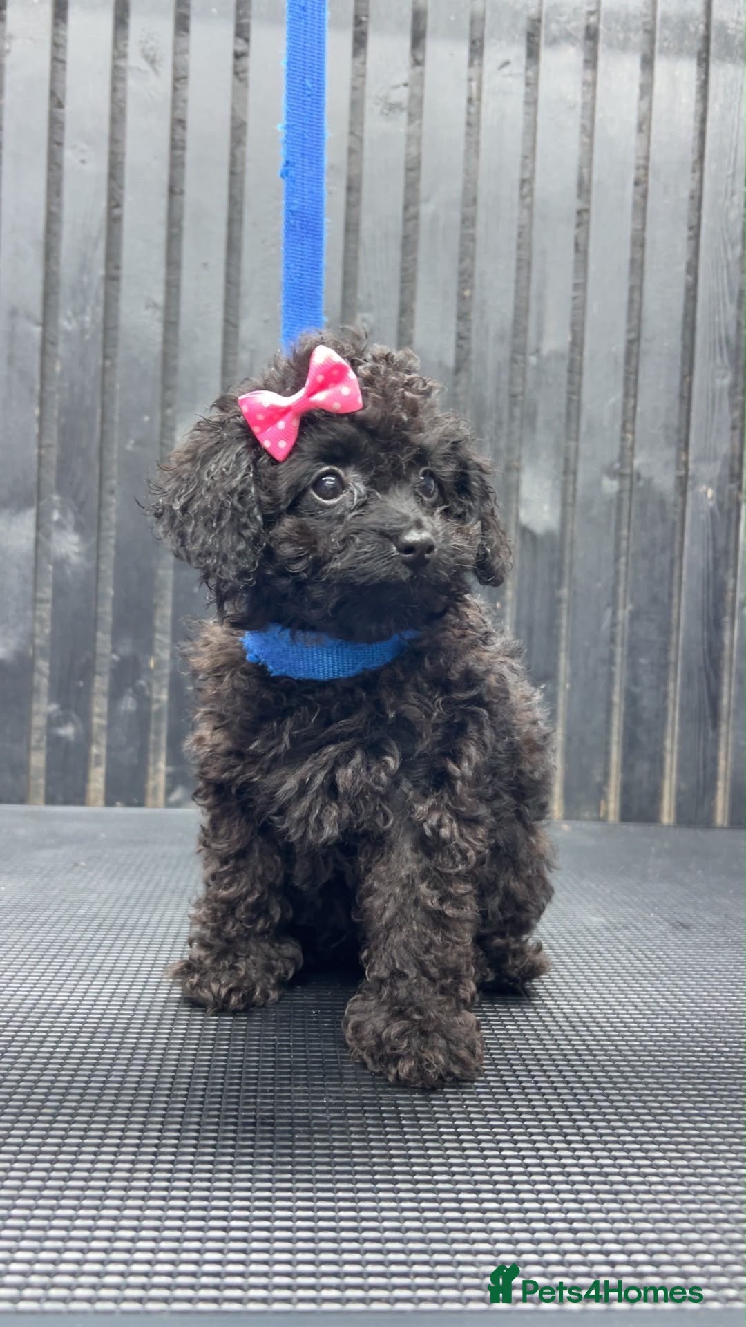 Cavapoo dogs RARE  **  CAVAPOOS dna tested parents  - Advert 3