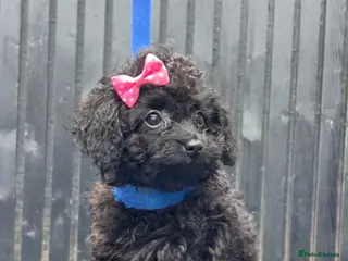 Cavapoo dogs RARE ** CAVAPOOS dna tested parents - Advert 3