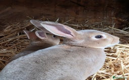 Rex rabbits for sale: Gorgeous rex rabbits - Image 4
