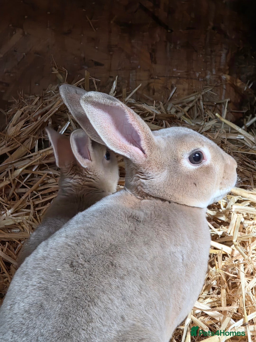 Rex rabbits for sale: Gorgeous rex rabbits - Image 4