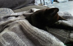 British Shorthair cats for sale: Kittens - Image 5