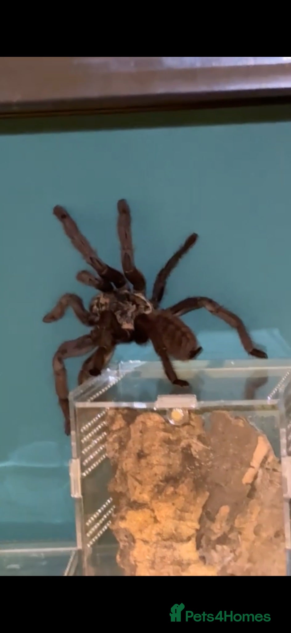 Tarantulas invertebrates Tarantula Collection For Sale - Advert 1