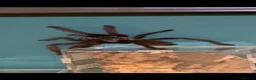 Tarantulas invertebrates for sale: Tarantula Collection For Sale in Stockton-on-Tees - Advert 1