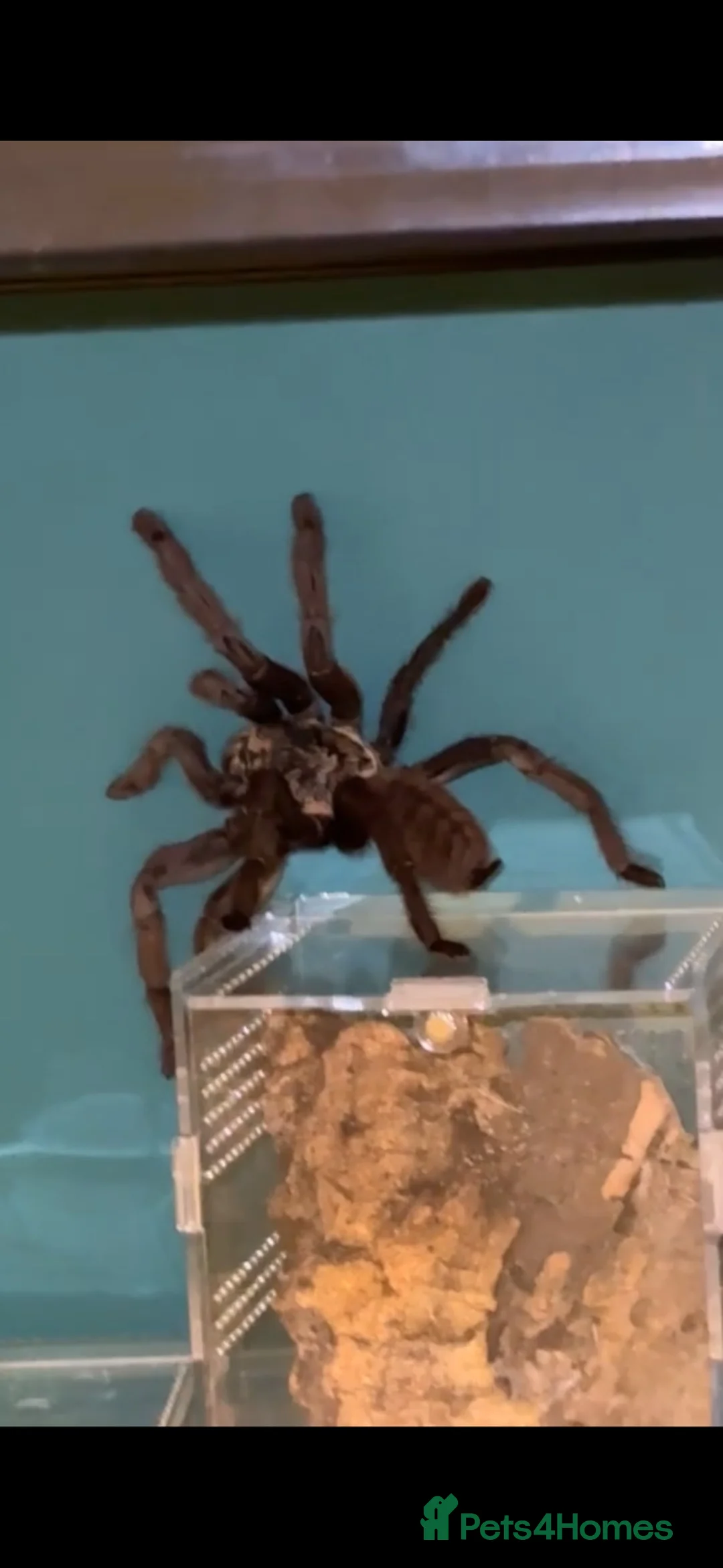 Tarantulas invertebrates for sale: Tarantula Collection For Sale in Stockton-on-Tees - Advert 1