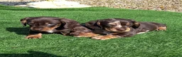 Miniature Dachshund dogs for sale: Kc reg mini dachshund last stunning little girl . - Advert 8