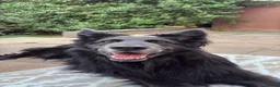 German Shepherd dogs for sale: RARE Isabella + Blue Alsatian  - Advert 5