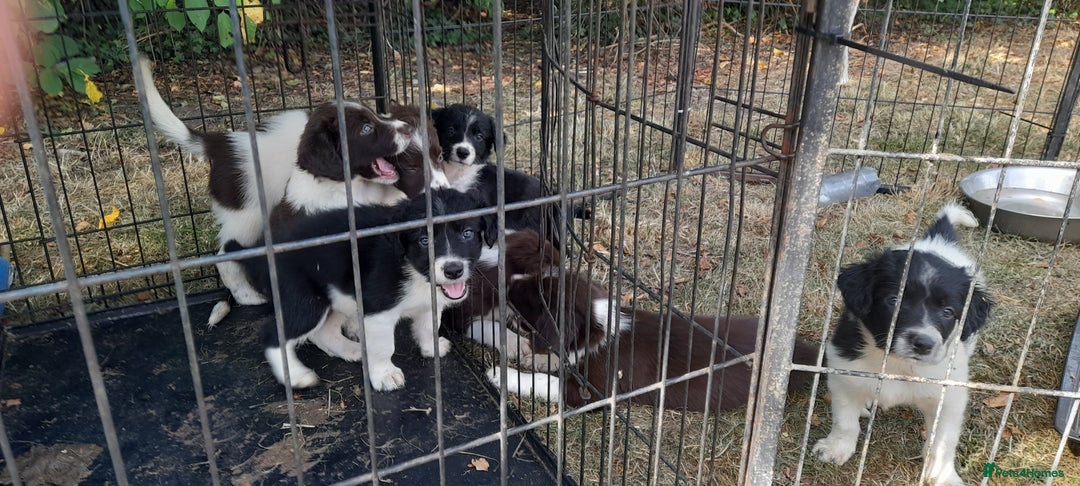 Sprollie dogs for sale: Border Collie x Springer Spaniel pups - Image 24