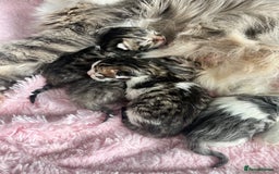 Siberian cats for sale: Four fluffy hyperallergenic kittens - Image 2