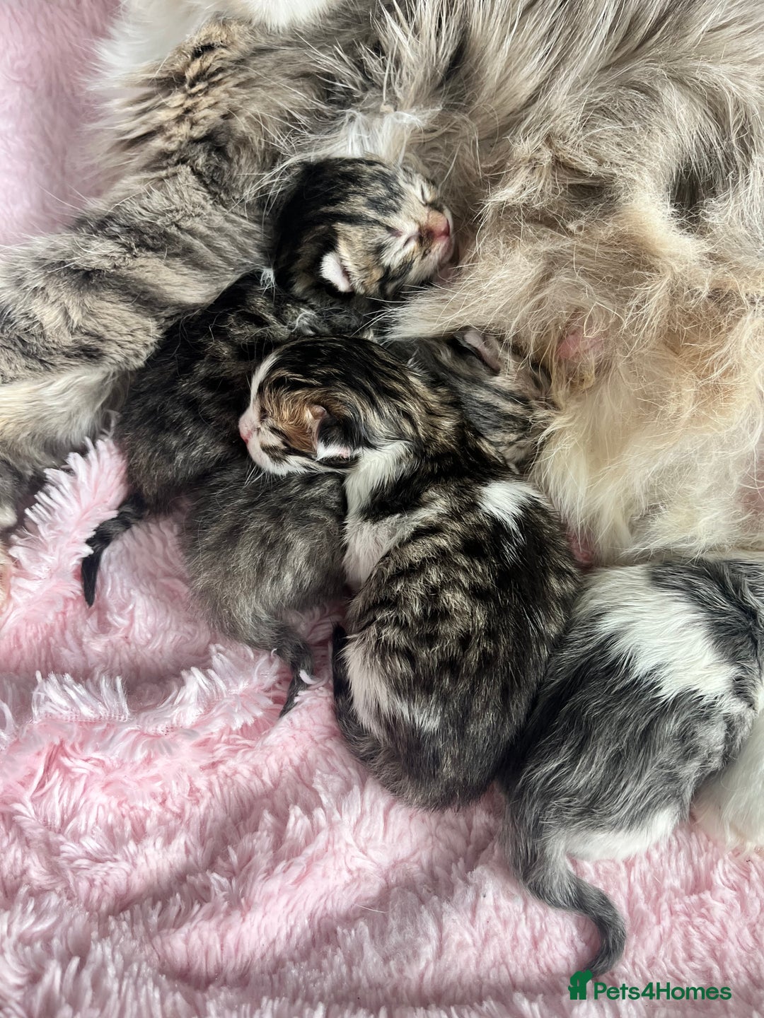 Siberian cats for sale: Four fluffy hyperallergenic kittens - Image 2