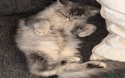 Siberian cats for sale: Siberian kitten ( we can negotiate price) in Liverpool - Image 8