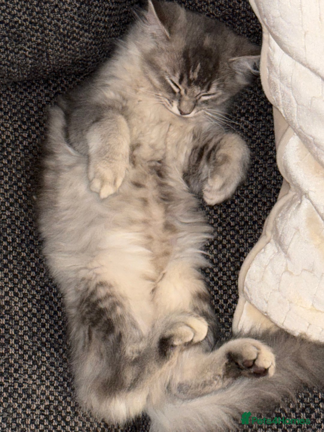 Siberian cats for sale: Siberian kitten ( we can negotiate price) in Liverpool - Image 8