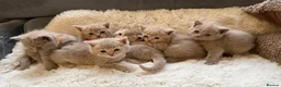 British Shorthair cats for sale: 🐾Beautiful British shorthair kittens for Sale 🐾 in Northampton - Advert 13