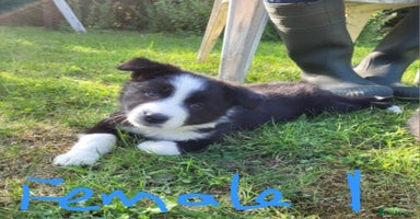 Border Collie dogs - Advert 12