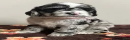 Sheepadoodle dogs for sale: Unique mini sheepadoodle mix - Advert 16